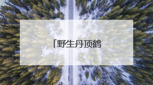 野生丹顶鹤“带娃”忙