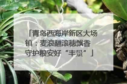 青岛西海岸新区大场镇：麦浪翻滚穗飘香 守护粮安好“丰景”