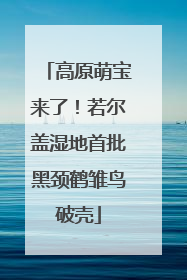 高原萌宝来了！若尔盖湿地首批黑颈鹤雏鸟破壳