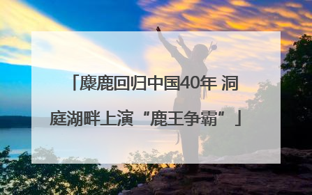 麋鹿回归中国40年 洞庭湖畔上演“鹿王争霸”