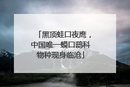 黑顶蛙口夜鹰，中国唯一蟆口鸱科物种现身临沧