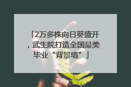 2万多株向日葵盛开，武生院打造全国最美毕业“背景墙”
