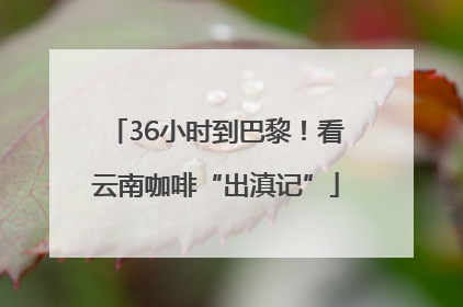 36小时到巴黎！看云南咖啡“出滇记”