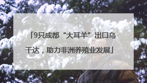 9只成都“大耳羊”出口乌干达，助力非洲养殖业发展
